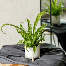 Load image into Gallery viewer, Bird&#39;s nest Fern -Asplenium Osaka