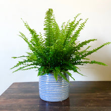 Load image into Gallery viewer, Boston Fern - Nephrolepis exaltata