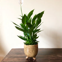 Load image into Gallery viewer, Peace Lily - Spathiphyllum