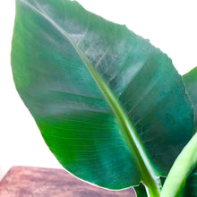 Load image into Gallery viewer, Banana Plant - Musa Dwarf Cavendish