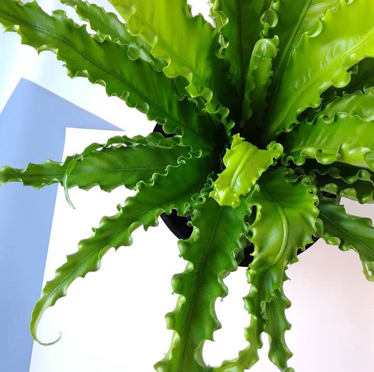 osaka bird's nest fern Bird's nest Fern -Asplenium Osaka – Plant Pet Club