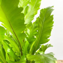 Load image into Gallery viewer, Bird's Nest Fern -Asplenium Nidus Campio