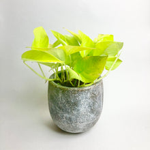Load image into Gallery viewer, Neon Pothos