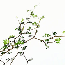 Load image into Gallery viewer, Sophora Little Baby - Sophora Prostrata