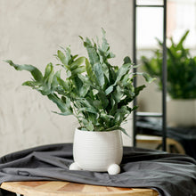 Load image into Gallery viewer, Blue Star Fern - Phlebodium Aureum