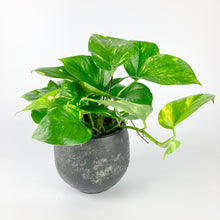 Load image into Gallery viewer, Golden Pothos - Epipremnum aureum
