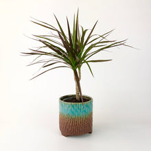 Load image into Gallery viewer, Madagascar Dragon Tree - Dracaena Marginata