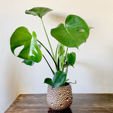 Load image into Gallery viewer, Swiss Cheese Plant -  Monstera Deliciosa