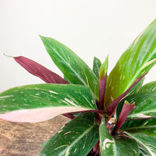 Load image into Gallery viewer, Calathea Triostar - Stromante Triostar