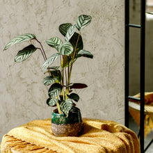 Load image into Gallery viewer, Ctenante Compact Star - Calathea Setosa