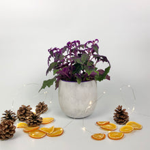 Load image into Gallery viewer, Purple Passion Plant - Gynura aurantiaca