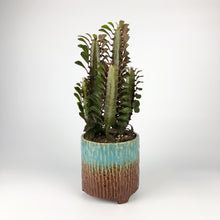 Load image into Gallery viewer, African Milk Tree - Euphorbia Trigona Rubra