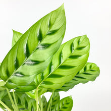 Load image into Gallery viewer, Calathea Leopardina