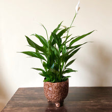 Load image into Gallery viewer, Peace Lily - Spathiphyllum