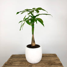 Load image into Gallery viewer, Money Tree - Pachira Aquatica - 3 stem