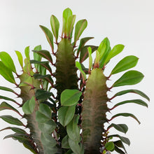 Load image into Gallery viewer, African Milk Tree - Euphorbia Trigona Rubra