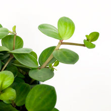 Load image into Gallery viewer, Peperomia Hope - Peperomia Rotundifolia