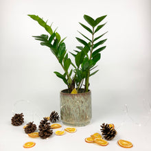 Load image into Gallery viewer, ZZ Plant - Zamioculcas zamiifolia