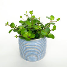 Load image into Gallery viewer, Peperomia Hope - Peperomia Rotundifolia