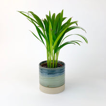 Load image into Gallery viewer, Areca Palm - Dypsis lutescens