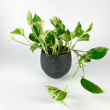 Load image into Gallery viewer, Marble Queen Pothos