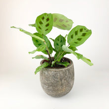 Load image into Gallery viewer, Rabbit's Foot - Maranta leuconeura kerchoveana