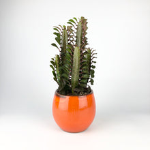 Load image into Gallery viewer, African Milk Tree - Euphorbia Trigona Rubra