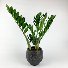 Load image into Gallery viewer, ZZ Plant - Zamioculcas zamiifolia