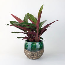 Load image into Gallery viewer, Calathea Triostar - Stromante Triostar