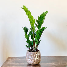 Load image into Gallery viewer, ZZ Plant - Zamioculcas zamiifolia