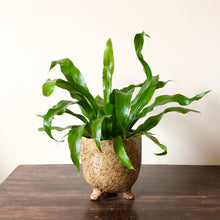 Load image into Gallery viewer, Bird's Nest Fern - Asplenium Antiquum