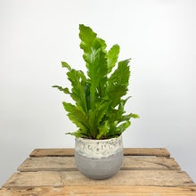 Load image into Gallery viewer, Bird's Nest Fern -Asplenium Nidus Campio