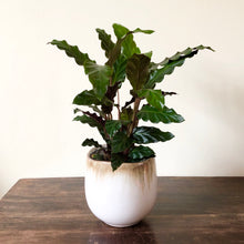 Load image into Gallery viewer, Calathea Rufibarba