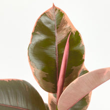 Load image into Gallery viewer, Ficus elastica 'Belize'