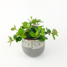 Load image into Gallery viewer, Peperomia Hope - Peperomia Rotundifolia