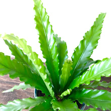 Load image into Gallery viewer, Bird's nest Fern -Asplenium Osaka
