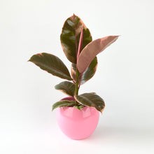 Load image into Gallery viewer, Ficus elastica 'Belize'