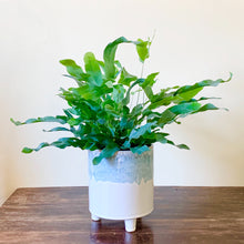 Load image into Gallery viewer, Blue Star Fern - Phlebodium Aureum