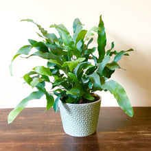 Load image into Gallery viewer, Blue Star Fern - Phlebodium Aureum