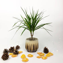 Load image into Gallery viewer, Madagascar Dragon Tree - Dracaena Marginata