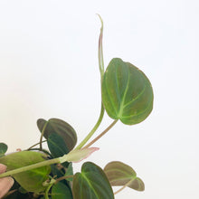 Load image into Gallery viewer, Philodendron Micans