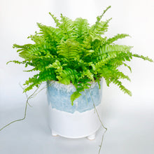 Load image into Gallery viewer, Boston Fern - Nephrolepis exaltata