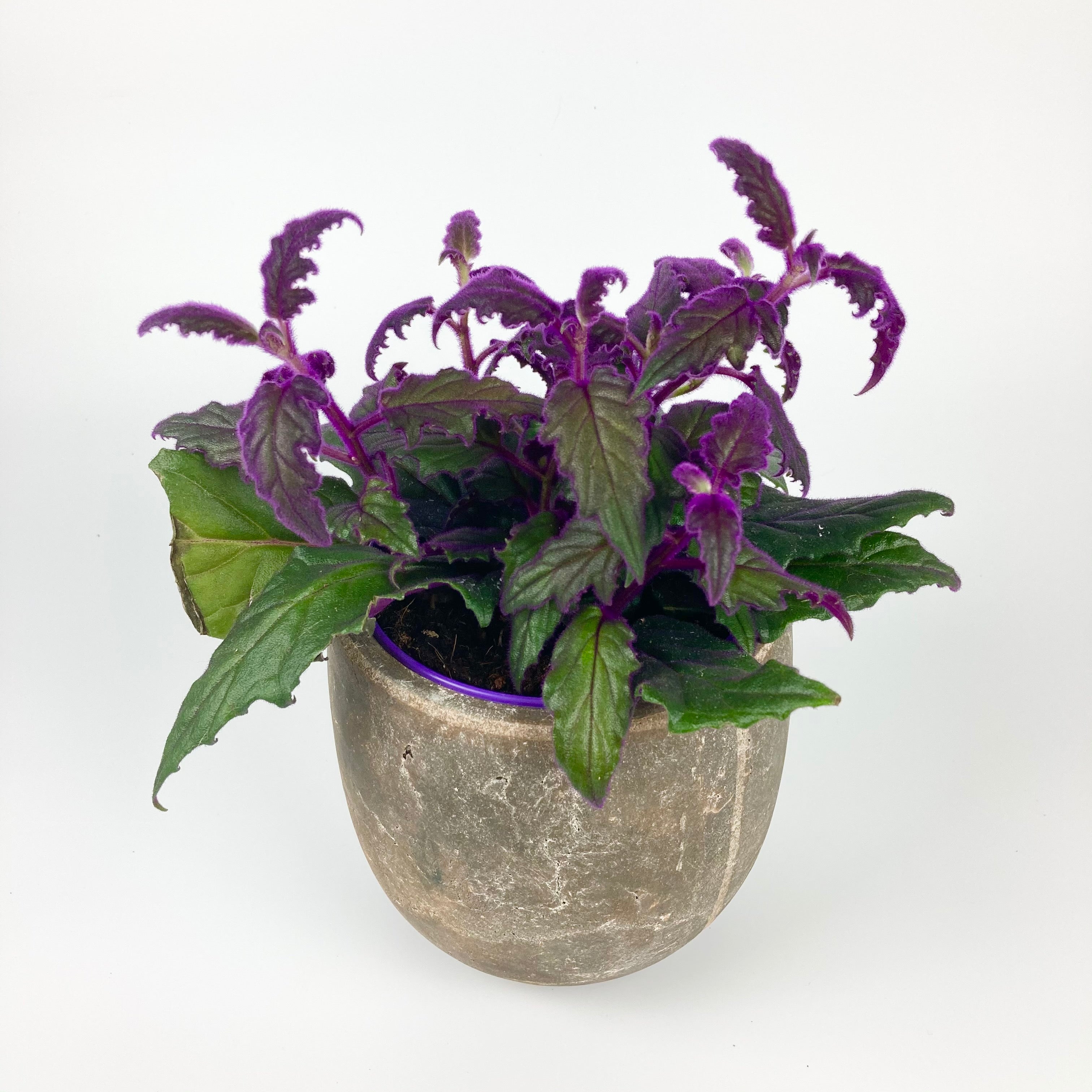 Purple Passion Plant - Gynura aurantiaca