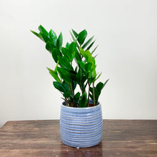 Load image into Gallery viewer, ZZ Plant - Zamioculcas zamiifolia