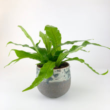 Load image into Gallery viewer, Crocodile Fern - Micro ‘Crocodyllus’
