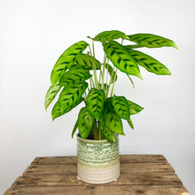Load image into Gallery viewer, Calathea Leopardina