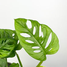Load image into Gallery viewer, Monstera Monkey Leaf - Monstera Adansonii