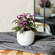 Load image into Gallery viewer, Purple Passion Plant - Gynura aurantiaca