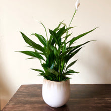 Load image into Gallery viewer, Peace Lily - Spathiphyllum