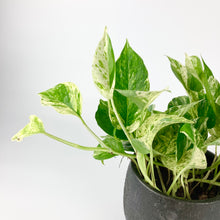 Load image into Gallery viewer, Marble Queen Pothos